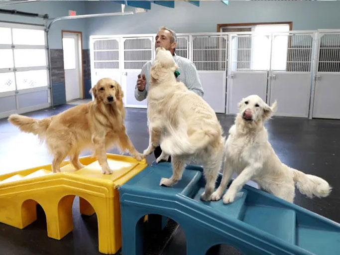 three retrievers on plastic stairs in Ames Pet Resort daycare room