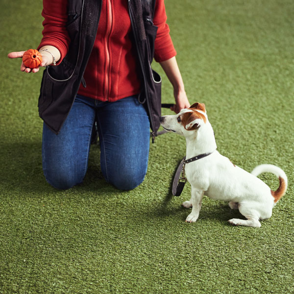 Ames Pet Resort Pet Training Services Ames, IA