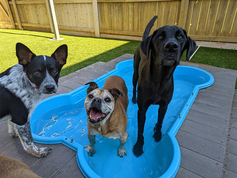 dogs playing in a bone-shaped pool