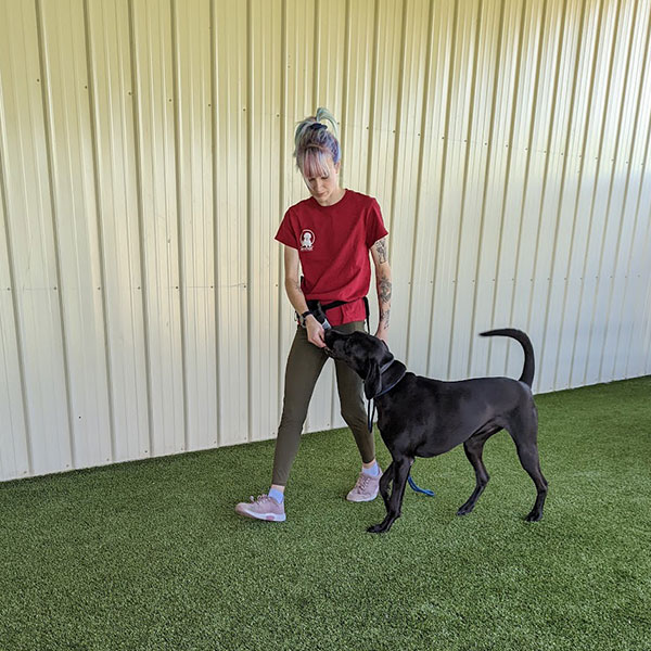Ames Pet Resort Pet Training Services Ames, IA