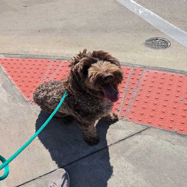 Dog going for a walk